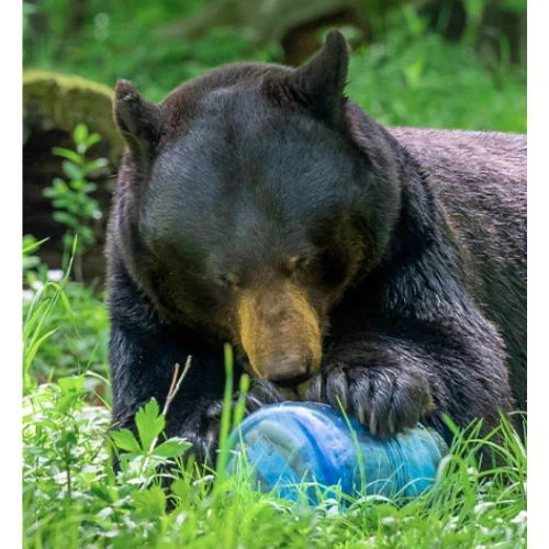 BV475-Trek By BearVault - Image 4